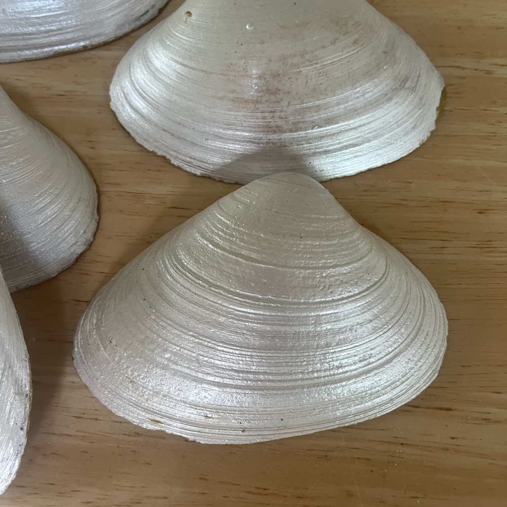 6-Pearl painted shells - Picture 8 of 9